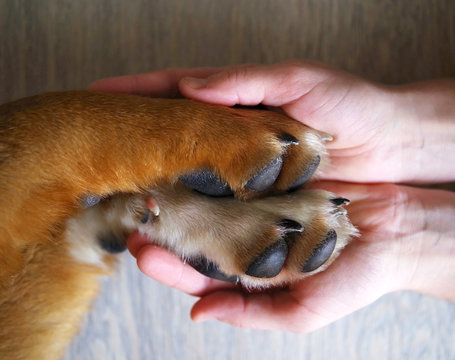 Dog paws and human hand close up, top view. Conceptual image of friendship, trust, love, the help between the person and a dog