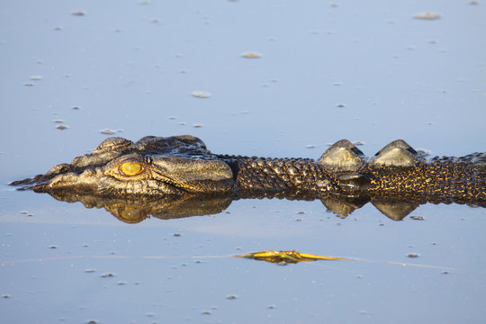 Saltwater crocodile floating on the river surface, Yellow Water, Kakadu National Park, Australia
