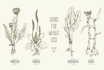 Hand-drawn vector illustration of herbs for weight loss: dandelion, horseradish, ginger, plantain. - obrazy, fototapety, plakaty
