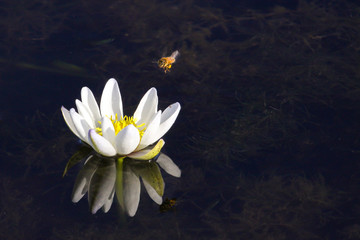 White Water lily blossom with reflection and insect, Yellow Water, Kakadu National Park, Australia © Uwe Bergwitz