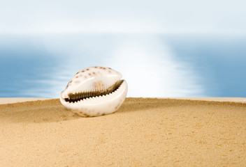 Fototapeta na wymiar image of seashell in the sand against the sea,