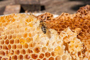 Close up view of the working bee on the honeycomb with sweet hon