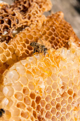 Close up view of the working bee on the honeycomb with sweet hon