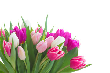 Fototapeta premium bunch of fresh purple, pink and white tulip flowers close up isolated on white background