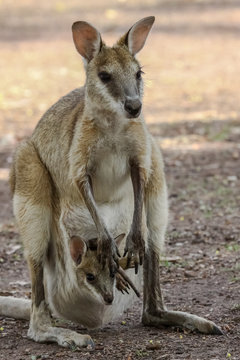 Agile wallaby mother with baby in its pouch, Northern Territory, Australia