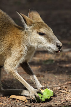 Close up of an Agile wallaby feeding on fruit, Northern Territory, Australia
