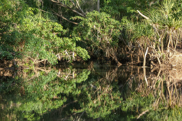 Tropical vegetation reflecting in the water, Mataranka, Northern Territory, Australia