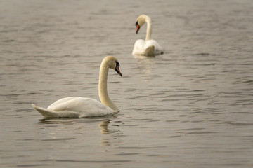 Fototapeta premium Two white swans swimming in lake. Beautiful nature scene with wildlife.