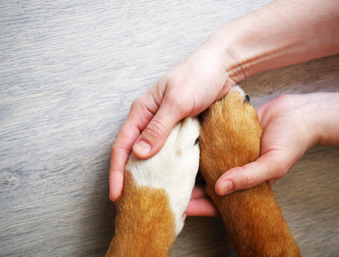 Dog paws and human hand close up, top view. Conceptual image of friendship, trust, love, the help between the person and a dog