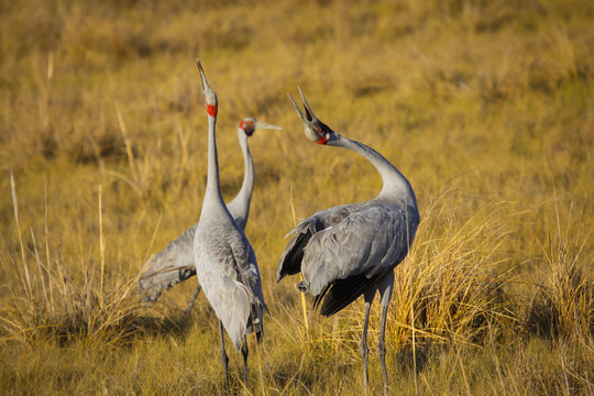 Courtship behavior of Brolgas in Karumba, Queensland, Australia