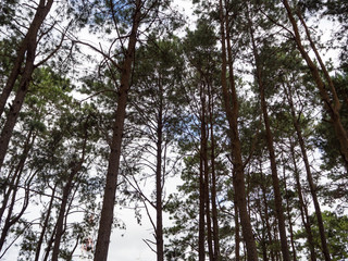 Fototapeta premium Pine tree and sky background