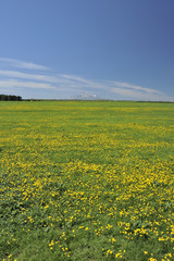 利尻とタンポポ