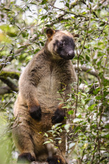 Close up of a very rare Lumholtz tree kangaroo climbing up a tree in the rainforest, facing, Atherton Tableland, Australia
