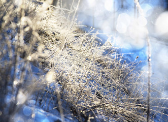 Winter frost.Frozen meadow plants and flowers