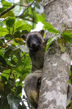Very rare Lumholtz tree kangaroo climbing up a tree in the rainforest, facing, Atherton Tableland, Australia