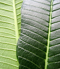 Differences of leaf front and back