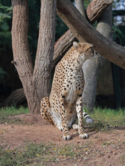 Gepard