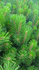 Brightly green of pine tree