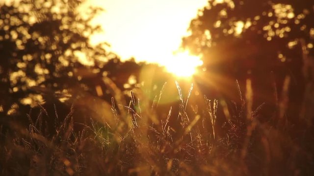 Summer grass at sunset in peaceful meadow