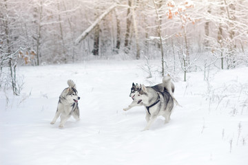Naklejka premium Huskies in snow wood.