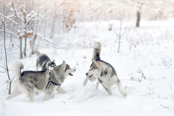 Naklejka premium Huskies in snow wood.