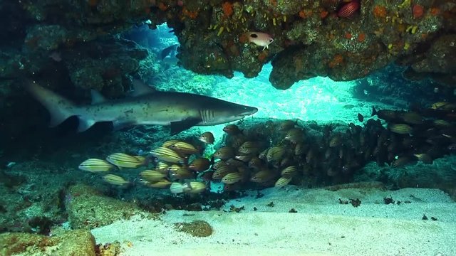 Sand tiger shark swims by slowely under rock with small reef fish