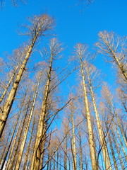 冬のメタセコイア林