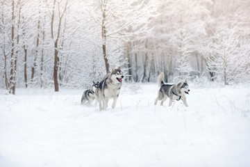 Huskies in snow wood.