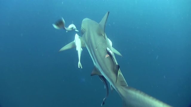 Oceanic black tip sharks swims by quickly in the deep blue ocean