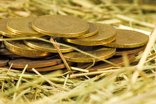 Image of coins money on hay closeup