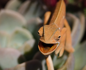 Brown chameleon walking on a succulent toward the viewer with mouth open
