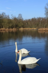 cygne
