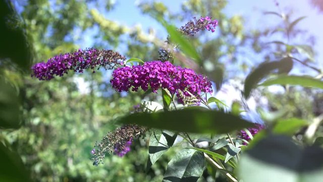 buddleia blossoms on a sunny day