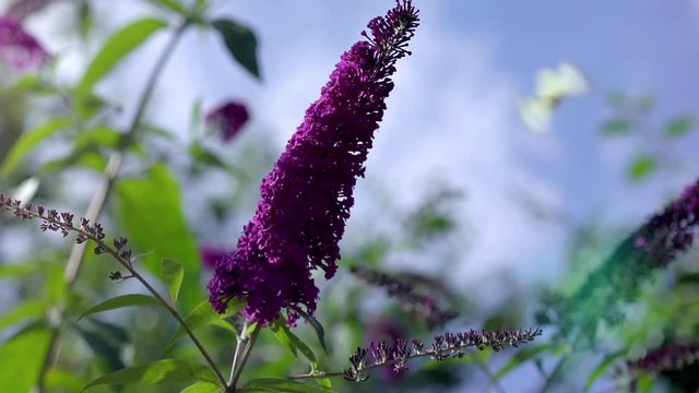 large white butterfly on buddleia on sunny day, close up