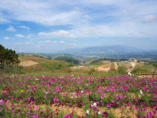 Flowers and beautiful landscape, sky background