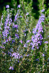 Fototapeta premium blossoming Rosemary (Rosmarinus officinalis)