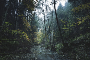 Dark foggy forest