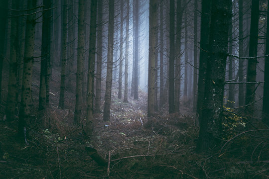 Fototapeta Scary blue fog in conifer dark foggy forest