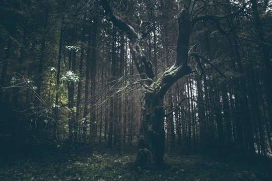 Fototapeta Creepy old tree in dark foggy forest