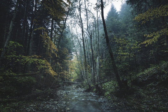 Fototapeta Dark foggy forest