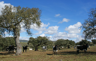 Herd of cows and white and black bulls grazing between oaks (6) N