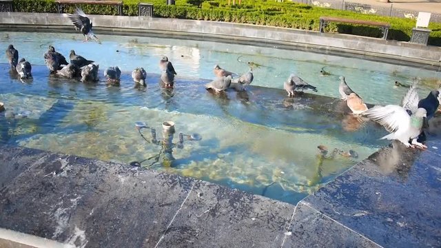 Pigeons bathing in a city fountain in the morning rays