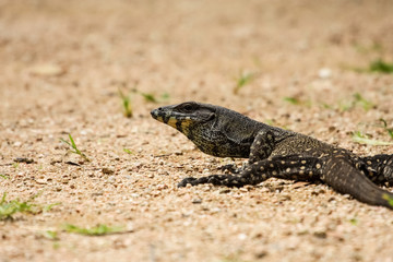 Goanna on the beach, Cape Tribulation National Park, Queensland, Australia