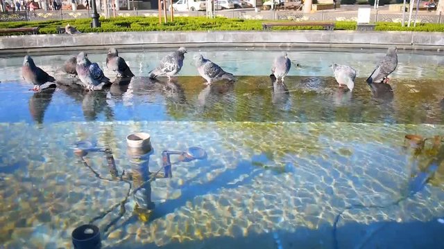 Pigeons drinking water in a city fountain