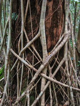 The roots of a fig tree are strangling a tree trunk in the rainforest, Cape Tribulation National Park, Queensland, Australia