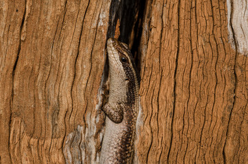 Lizard in Stump