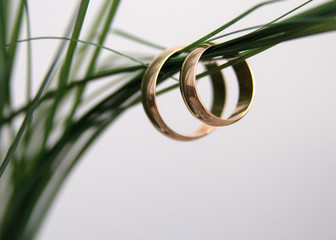 wedding  rings 