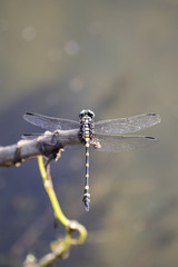Image of dragonfly perched on a tree branch on nature background