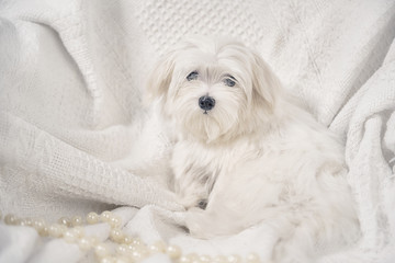 Maltese on a light background next to the beads