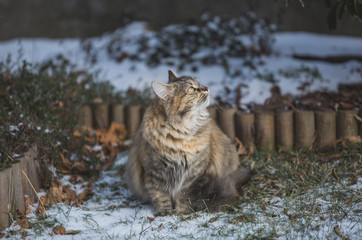 Cat outdoors in winter